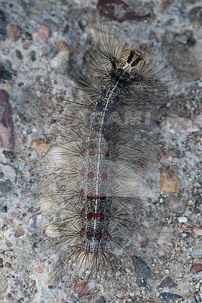 Lymantria dispar - Gypsy moth - Schwammspinner, Kyrgyzstan, caterpillar stock-image by Agami/Ralph Martin,