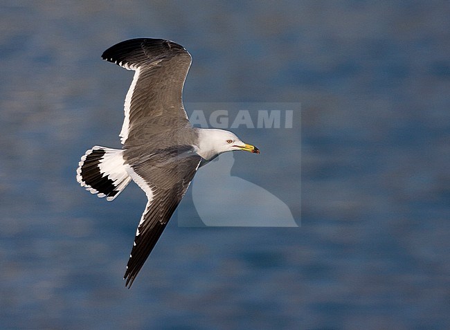 Adult Black-tailed Gull (Larus crassirostris) in flight in a harbour in northern Japan. Seen from above, showing upper wings. stock-image by Agami/Marc Guyt,