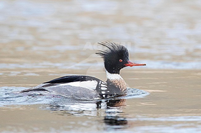 Wintering male Red-breasted Merganser (Mergus serrator) swimming in the Rhine outlet in the North sea at Katwijk, Netherlands. stock-image by Agami/Marc Guyt,
