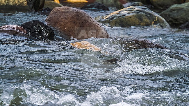 Transcaucasian Water Shrew (Neomys teres) swimming in a river near Kazbegi, Georgia. stock-image by Agami/Vincent Legrand,