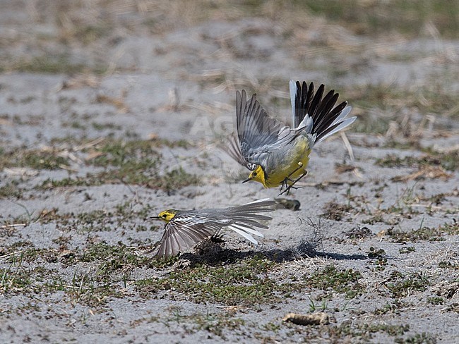 Two Citrine Wagtails (Motacilla citreola) fighting. Mongolia stock-image by Agami/Markku Rantala,