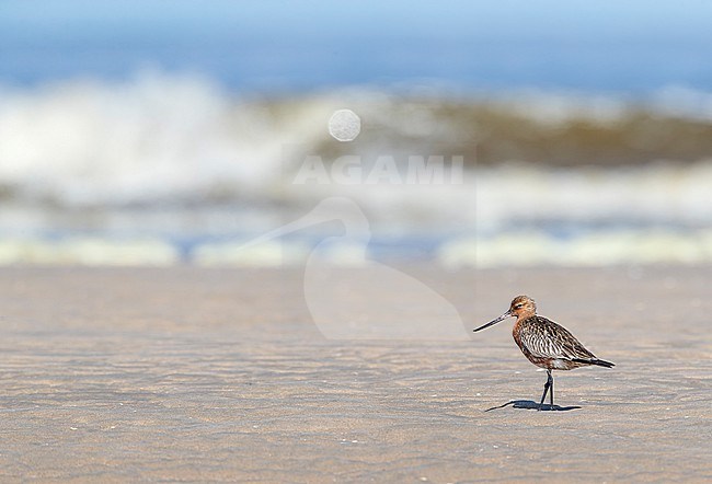 Summer plumaged Bar-tailed Godwit, Limosa lapponica, foraging on the beach of Katwijk, Netherlands. Standing on the beach. stock-image by Agami/Marc Guyt,