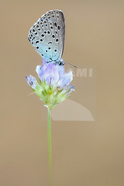 Large blue, Phengaris arion is a rare butterfly that occurs in Europe stock-image by Agami/Wil Leurs,