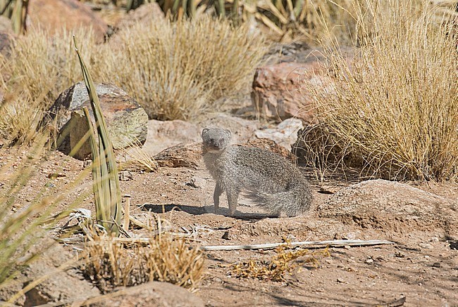 Cape grey mongoose (Herpestes pulverulentus) in South Africa. Also known as the small grey mongoose, a small mammal native to South Africa, Lesotho and southern Namibia. stock-image by Agami/Pete Morris,