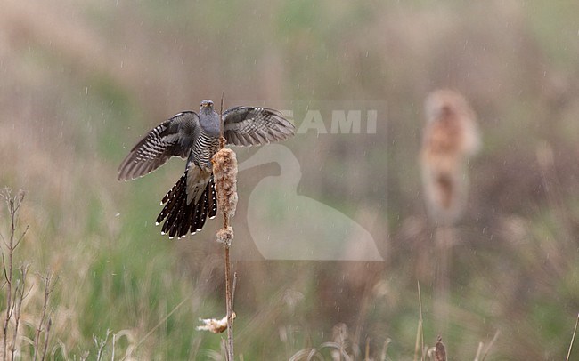 Adult male Common Cuckoo (Cuculus canorus) landing on cattail in rain at North Zealand, Denmark stock-image by Agami/Helge Sorensen,