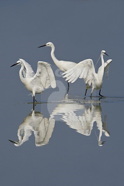 Little Egret foraging; Kleine Zilverreiger foeragerend stock-image by Agami/Daniele Occhiato,