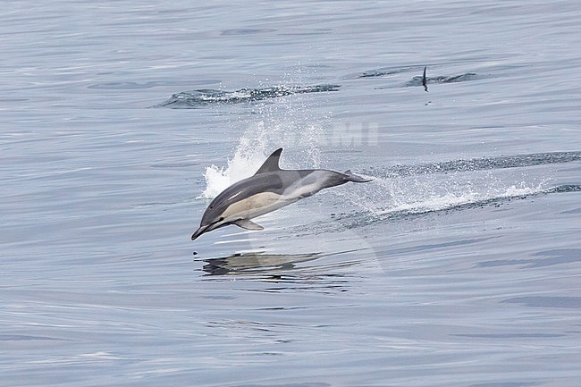 Common dolphin (Delphinus delphis) jumping, against a calm sea as background, in Brittany, France. stock-image by Agami/Sylvain Reyt,