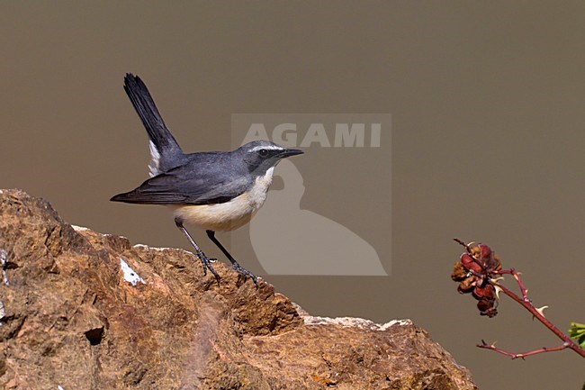 Mannetje Perzische Roodborst, Male White-throated Robin stock-image by Agami/Daniele Occhiato,