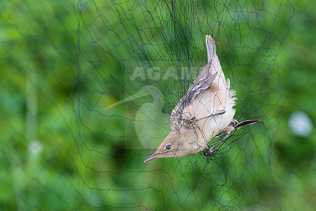 Eurasian Reed Warbler (Acrocephalus scirpaceus) caught and banded in late August on the ringing station of Nijmegen, Netherlands. stock-image by Agami/Marc Guyt,