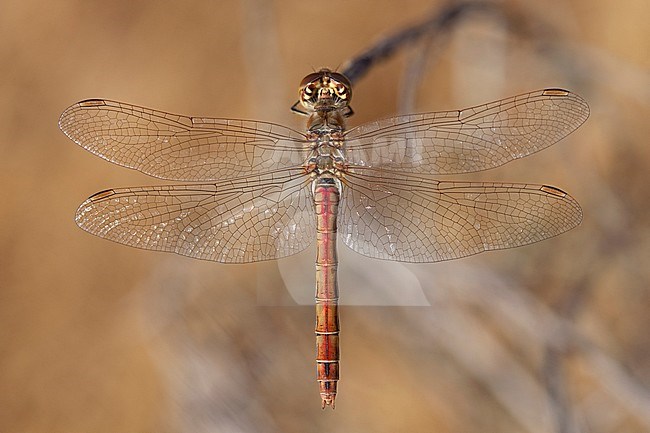 Imago Steenrode heidelibel; Adult Vagrant Darter stock-image by Agami/Fazal Sardar,