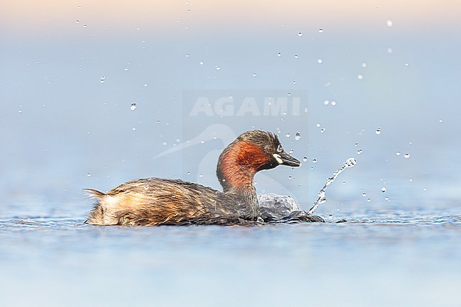 Little Grebe adult in summer plumage stock-image by Agami/Onno Wildschut,