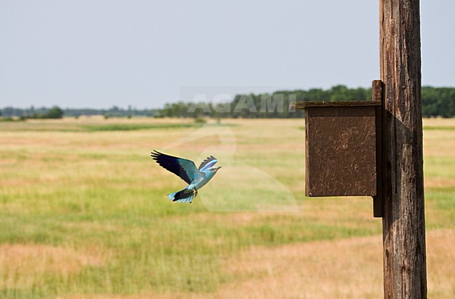 Scharrelaar bij nestkast; European Roller at nest box stock-image by Agami/Marc Guyt,