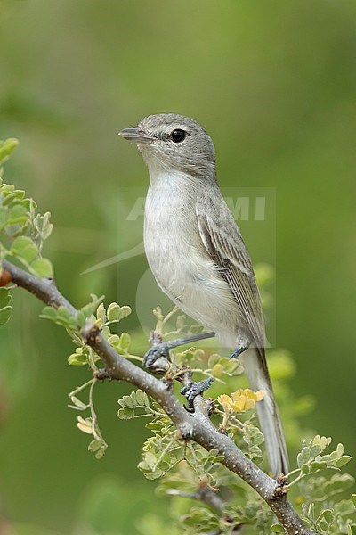 Adult Least Bell's Vireo (Vireo bellii pusillus) perched on a branche in Baja California Sur, Mexico in December 2016. stock-image by Agami/Brian E Small,