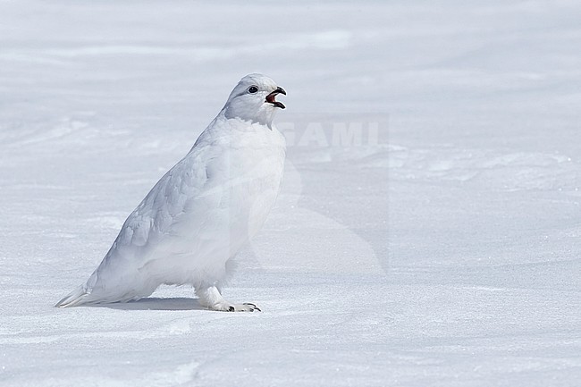 Adult non-breeding
Clear Creek Co., CO
April 2014 stock-image by Agami/Brian E Small,