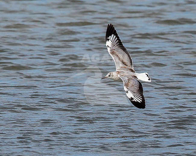 Grey-headed Gull, Larus cirrocephalus cirrocephalus, 1st-winter in flight showing upperwing stock-image by Agami/Andy & Gill Swash ,