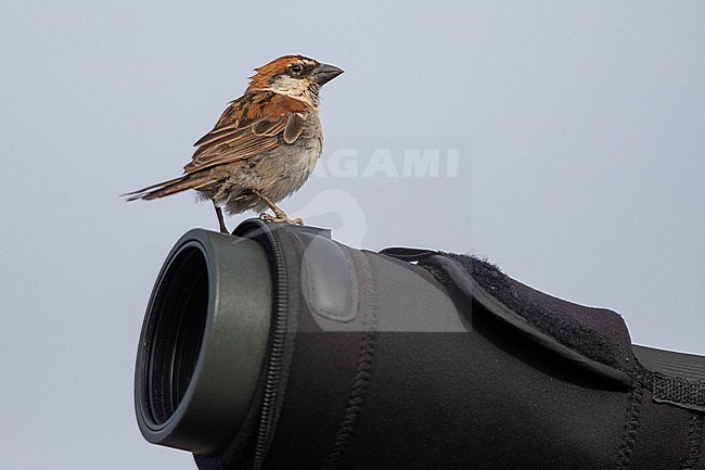 Male Iago Sparrow (Passer iagoensis) perched on a telescope, with a grey sky as background, in Cape Verde. stock-image by Agami/Sylvain Reyt,