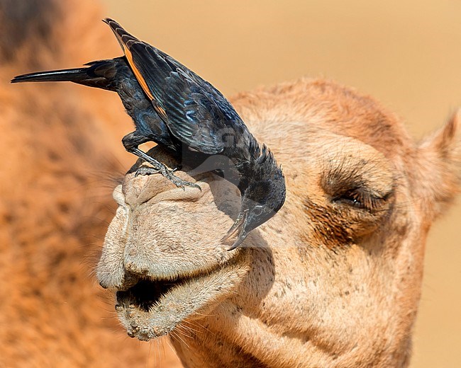 Tristram's Starling (Onychognathus tristramii), adult male looking for insects on the head of a Dromedary Camel stock-image by Agami/Saverio Gatto,