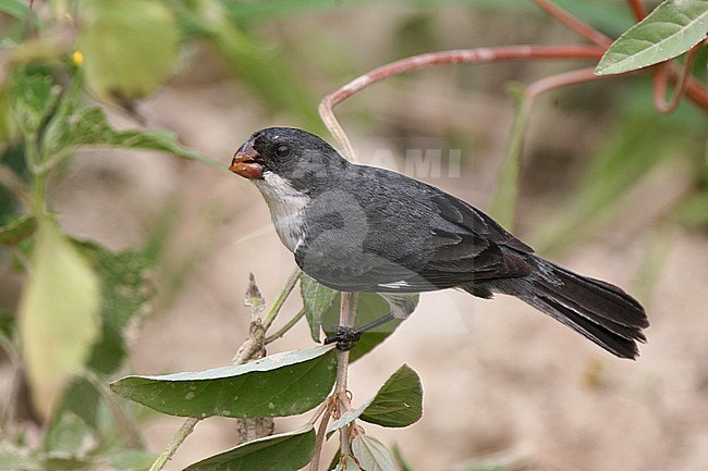 A male White-bellied Seedeater (Sporophila leucoptera) at Mato Grosso do Sul, Brazil. stock-image by Agami/Tom Friedel,