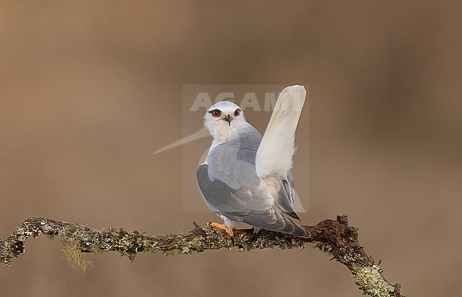 Perched Black-winged Kite (Elanus caeruleus ssp. caeruleus) in Castilla-La Mancha, Spain stock-image by Agami/Helge Sorensen,