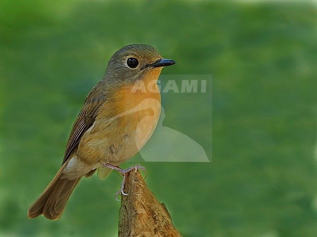 Female Hill Blue Flycatcher (Cyornis whitei) stock-image by Agami/Alex Vargas,