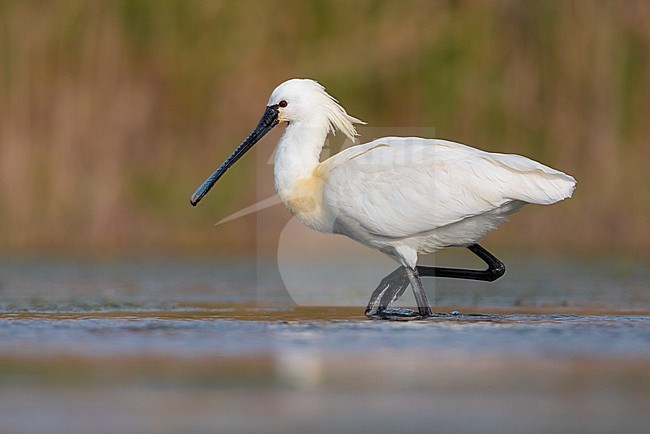 Eurasian Spoonbill (Platalea leucorodia), side view of an adult walking in a swamp, Campania, Italy stock-image by Agami/Saverio Gatto,