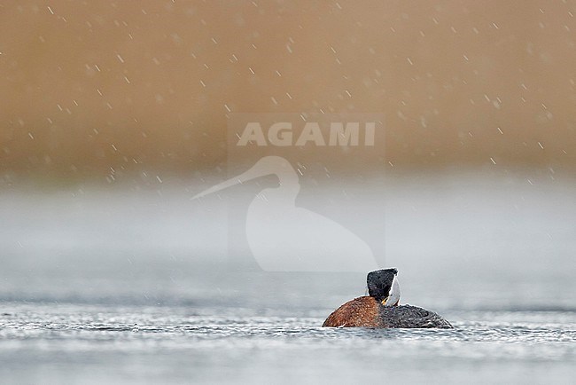 Adult summer plumaged Red-necked Grebe (Podiceps grisegena) swimming on a lake in Latvia. Sleeping whilst snowing. stock-image by Agami/Markus Varesvuo,