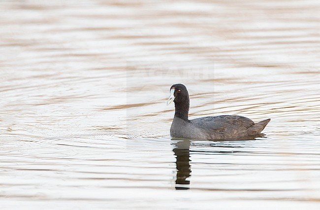 Immature Red-knobbed Coot (Fulica cristata) at El Hondo, near Murcia in Spain. Also known as Crested Coot. stock-image by Agami/Marc Guyt,