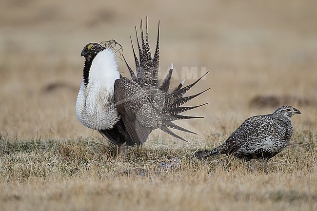 Adult male & female
Mono Co., CA
April 2012 stock-image by Agami/Brian E Small,