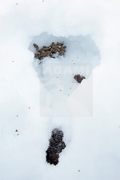Uitwerpselen Moerassneeuwhoen in de sneeuw, Willow Ptarmigan droppings in snow stock-image by Agami/Markus Varesvuo,
