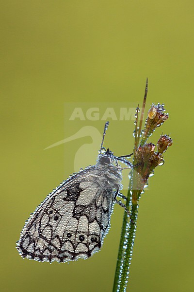 Dambordje in de vegetatie, Marbled White in the vegetation stock-image by Agami/Theo Douma,