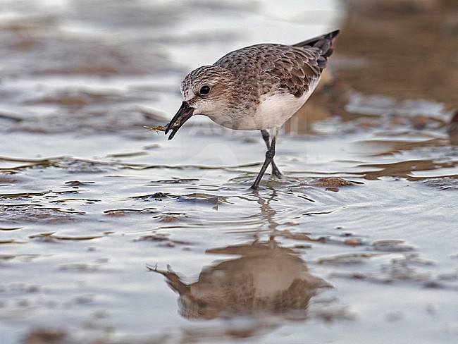 Red-necked Stint, Calidris ruficollis, non-breeding adult with prey, Thailand. stock-image by Agami/James Eaton,