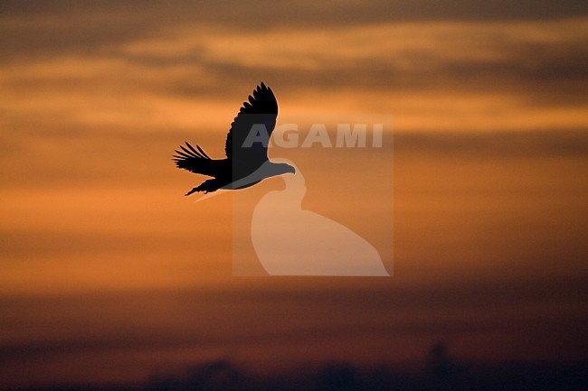 Stellers Sea-eagle adult flying; Steller-zeearend volwassen vliegend stock-image by Agami/Marc Guyt,