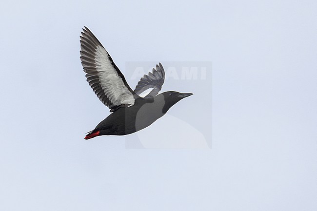 Black Guillemot (Cepphus grylle), side view of an adult in flight, Finnmark, Norway stock-image by Agami/Saverio Gatto,