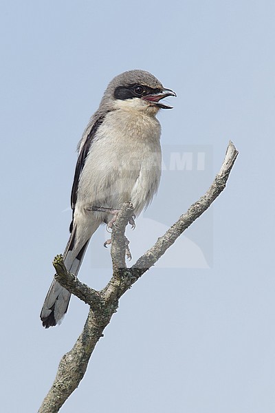 Adult
Galveston Co., TX
April 2014 stock-image by Agami/Brian E Small,