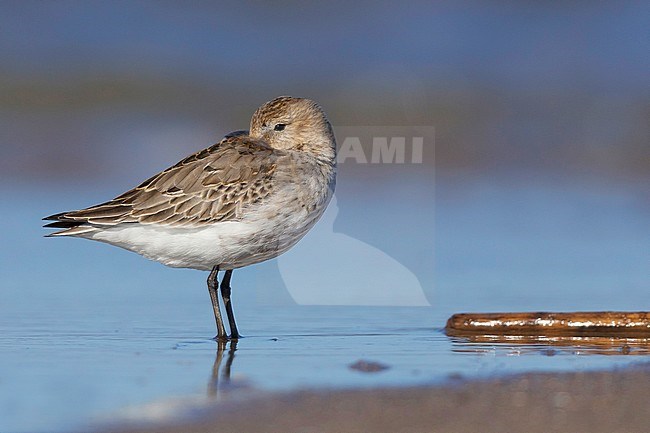 Dunlin (Calidris alpina), first winter individual resting on the shore stock-image by Agami/Saverio Gatto,