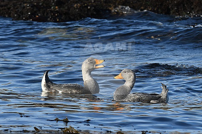 Pair of Fuegian Steamer Ducks (Tachyeres pteneres) in Patagonia, Argentina. stock-image by Agami/Laurens Steijn,