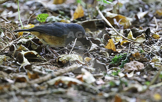 Nilgiri Blue Robin (Sholicola major) in southern India. stock-image by Agami/James Eaton,