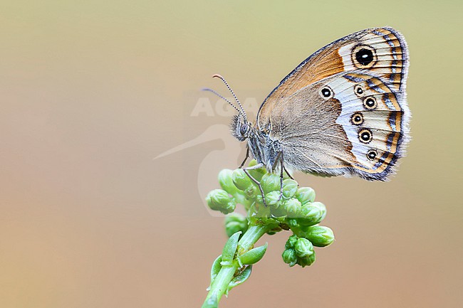 Dusky Heath, Coenonympha dorus stock-image by Agami/Wil Leurs,