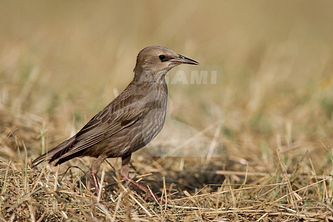 Onvolwassen Spreeuw; Immature Common Starling stock-image by Agami/Daniele Occhiato,