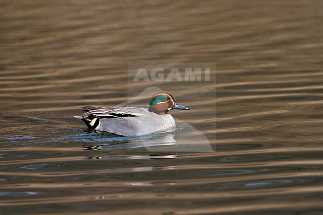Mannetje Wintertaling; Male Commmon Teal stock-image by Agami/Marc Guyt,