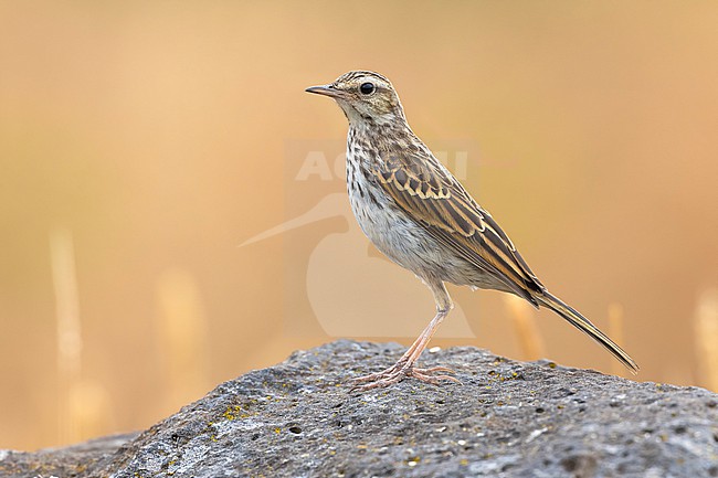 Berthelot's Pipit, Anthus berthelotii, on Madeira island, Portugal. stock-image by Agami/Daniele Occhiato,