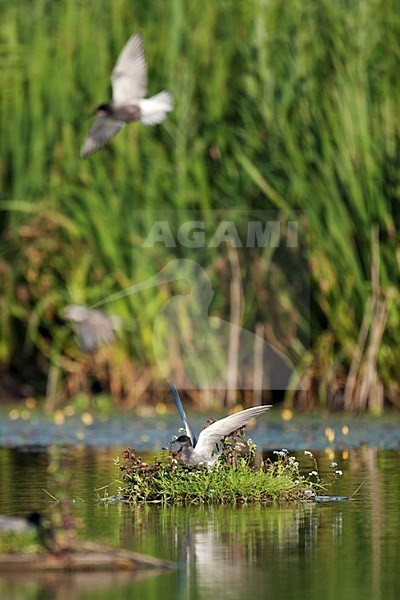 Zwarte Stern zittend op nestvlotje; Black Tern sitting on artificial nest stock-image by Agami/Martijn Verdoes,