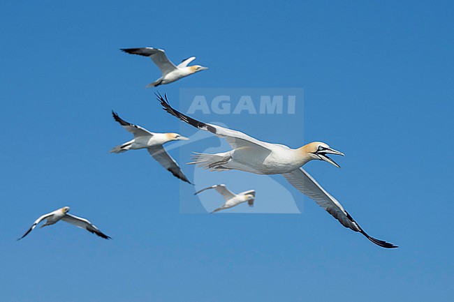Northern Gannet (Morus bassanus) hunting for fish. stock-image by Agami/Marcel Burkhardt,