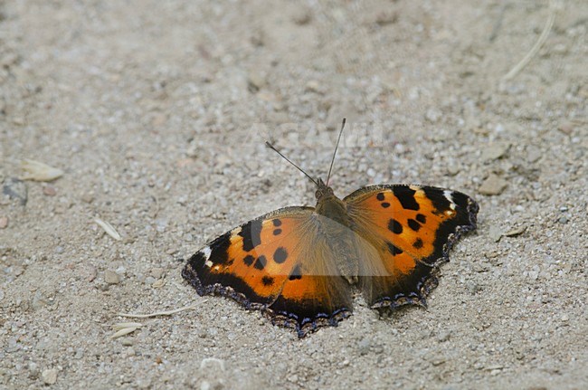 Oostelijke vos; Yellow-legged tortoiseshell; Nymphalis xanthomelas stock-image by Agami/Rob de Jong,