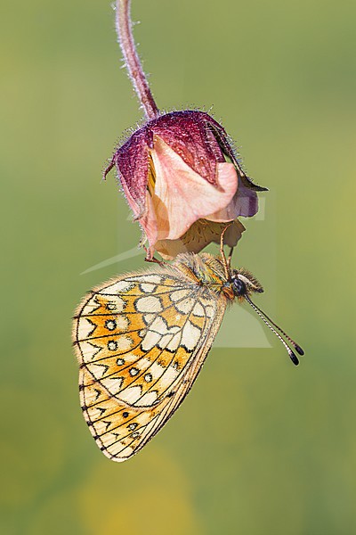 Side view of a Bog Fritillary Hanging on a flower stock-image by Agami/Onno Wildschut,