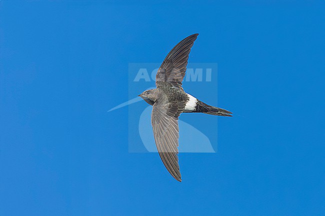 Probably second calendar year Pacific Swift (Apus pacificus) flying over Corrnaiano, Italy. stock-image by Agami/Vincent Legrand,
