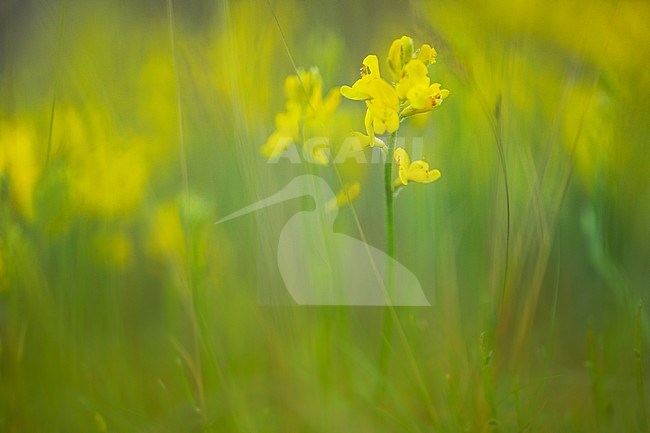Genista sagittalis, Pijlbrem stock-image by Agami/Wil Leurs,