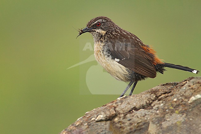 Drakensberg Rockjumper (Chaetops aurantius) Perched on top of a rock  in South Africa stock-image by Agami/Dubi Shapiro,