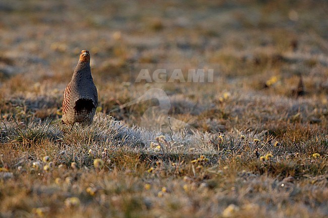 Patrijs in de ochtend; Grey Partridge in the morning stock-image by Agami/Chris van Rijswijk,