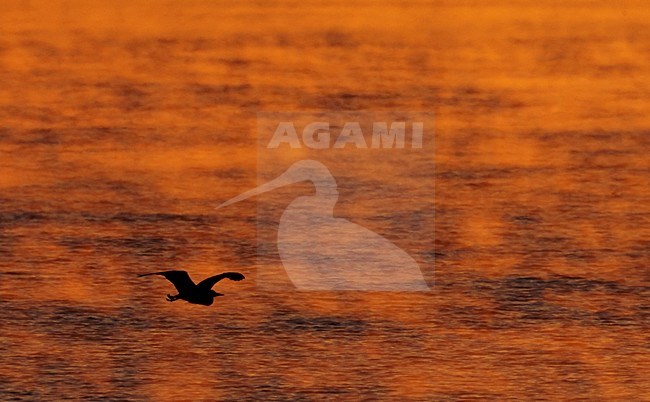 Vliegende Blauwe Reiger in avondlicht; Flying Grey Heron in evening light stock-image by Agami/Markus Varesvuo,